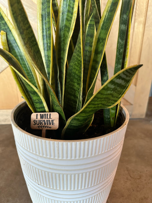 Funny Plant wood signs Garden Stakes - humor Garden or Indoor Plant wood Signs, Vegetables Labels, Planter Markers