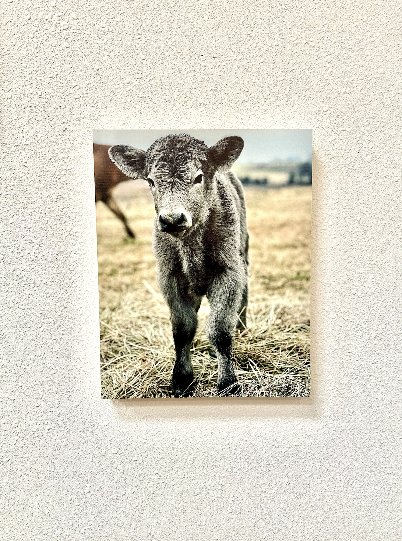 Silver Calf Cow fluffy farmhouse wood sign