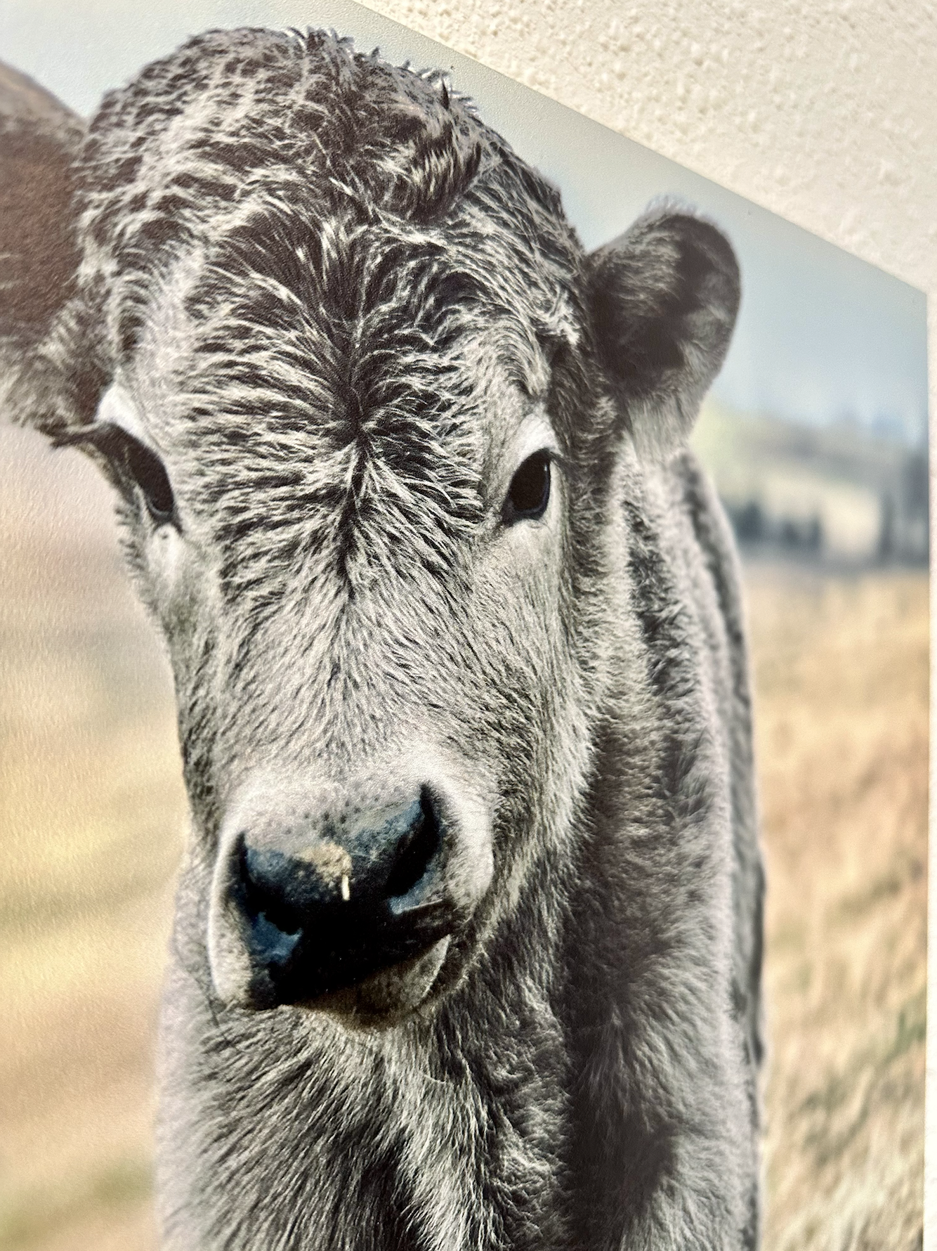 Silver Calf Cow fluffy farmhouse wood sign