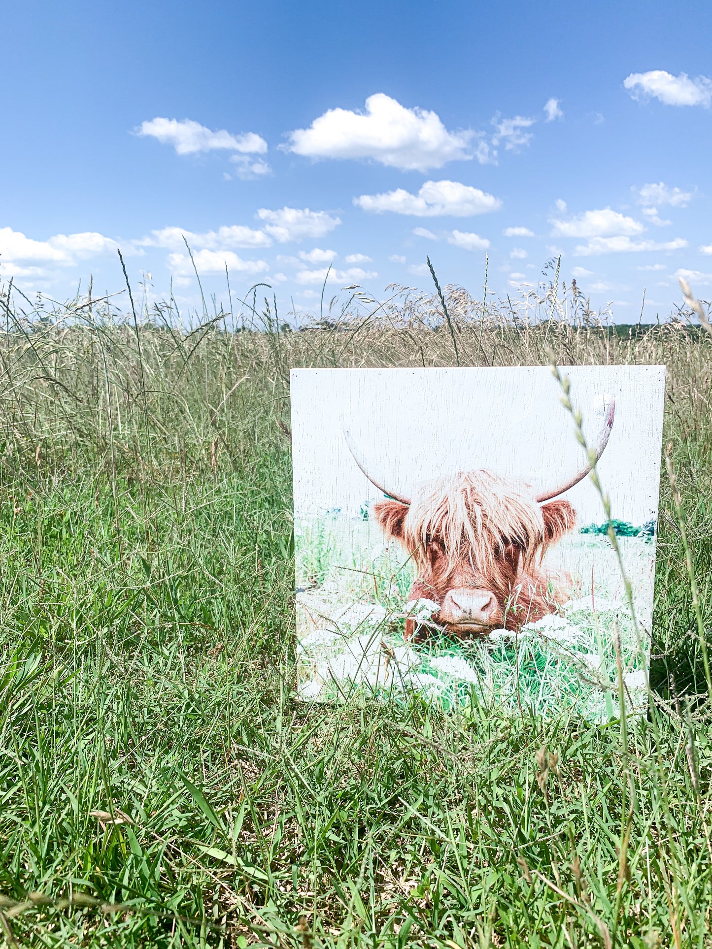 Highland Cow; Fluffy Cow Photo; Ruby; wood photo box