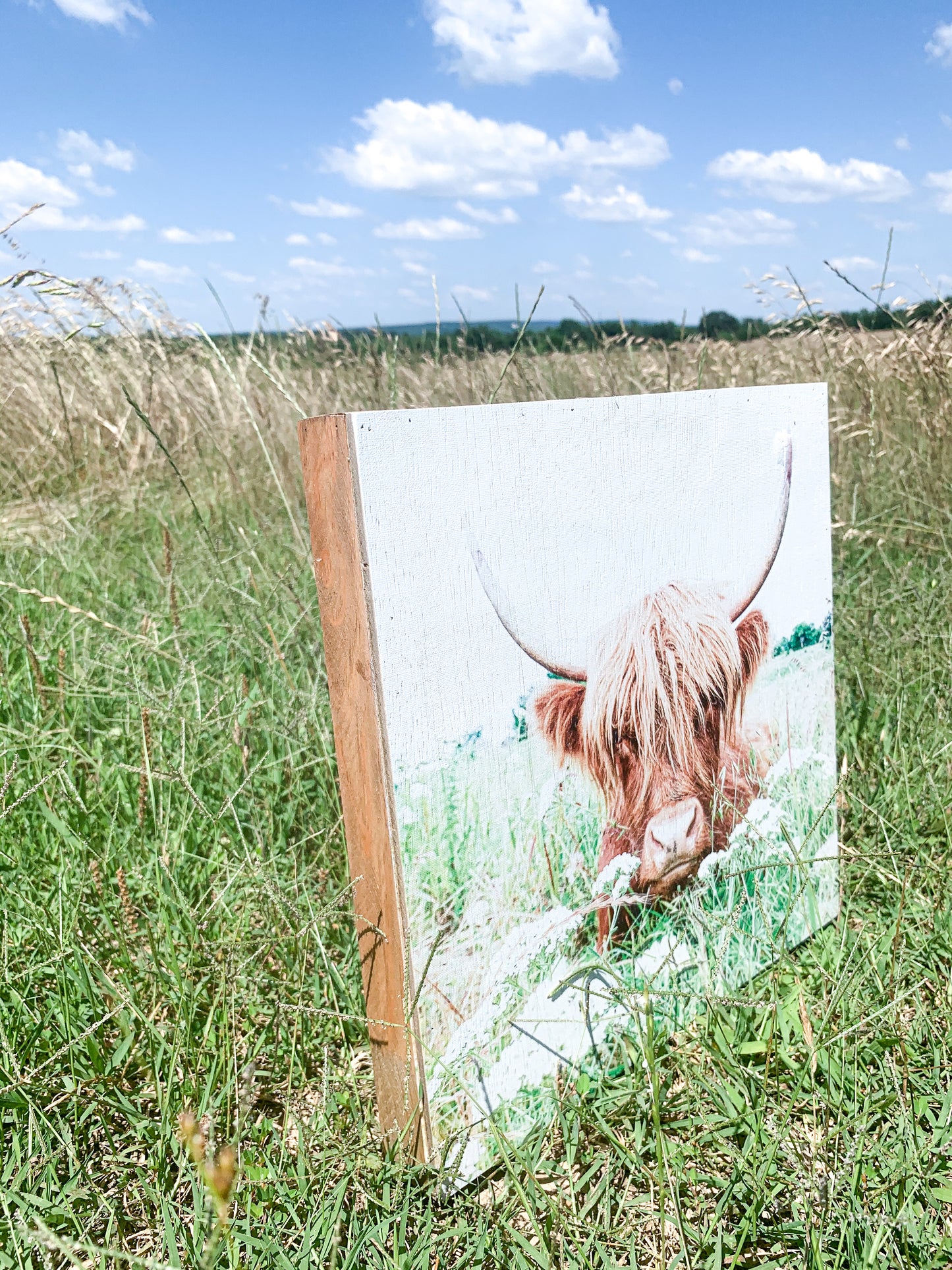 Highland Cow; Fluffy Cow Photo; Ruby; wood photo box