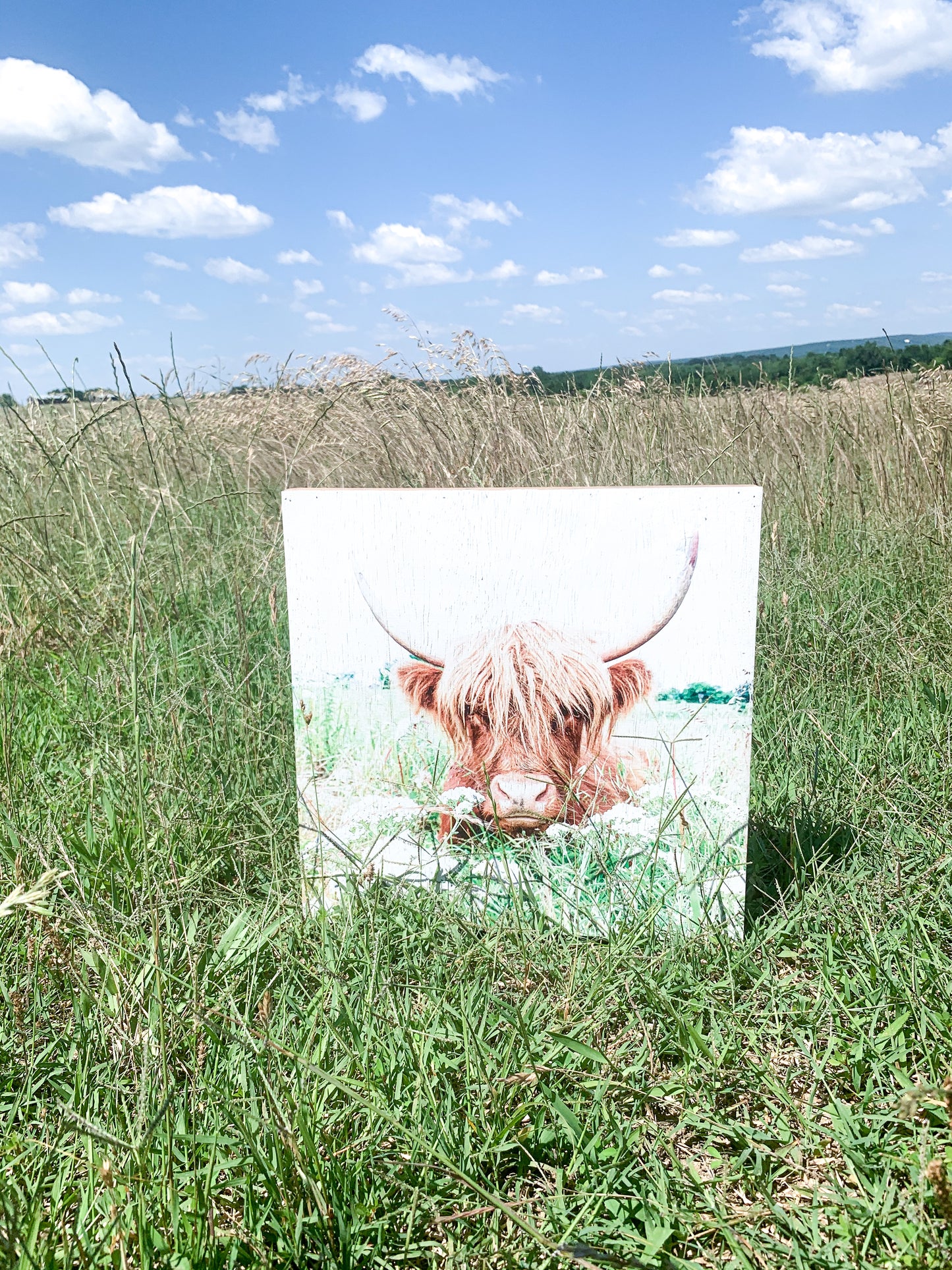 Highland Cow; Fluffy Cow Photo; Ruby; wood photo box