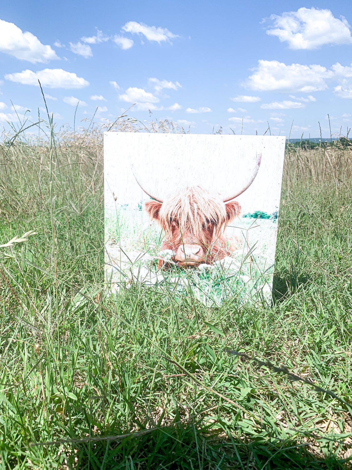 Highland Cow; Fluffy Cow Photo; Ruby; wood photo box