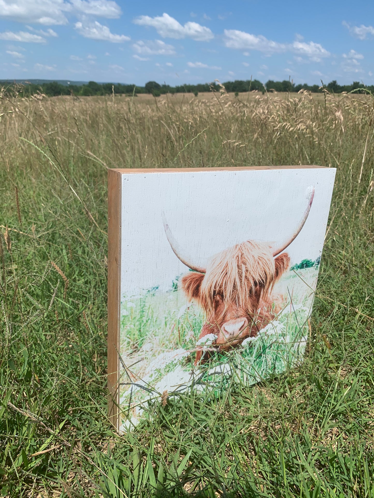 Highland Cow; Fluffy Cow Photo; Ruby; wood photo box