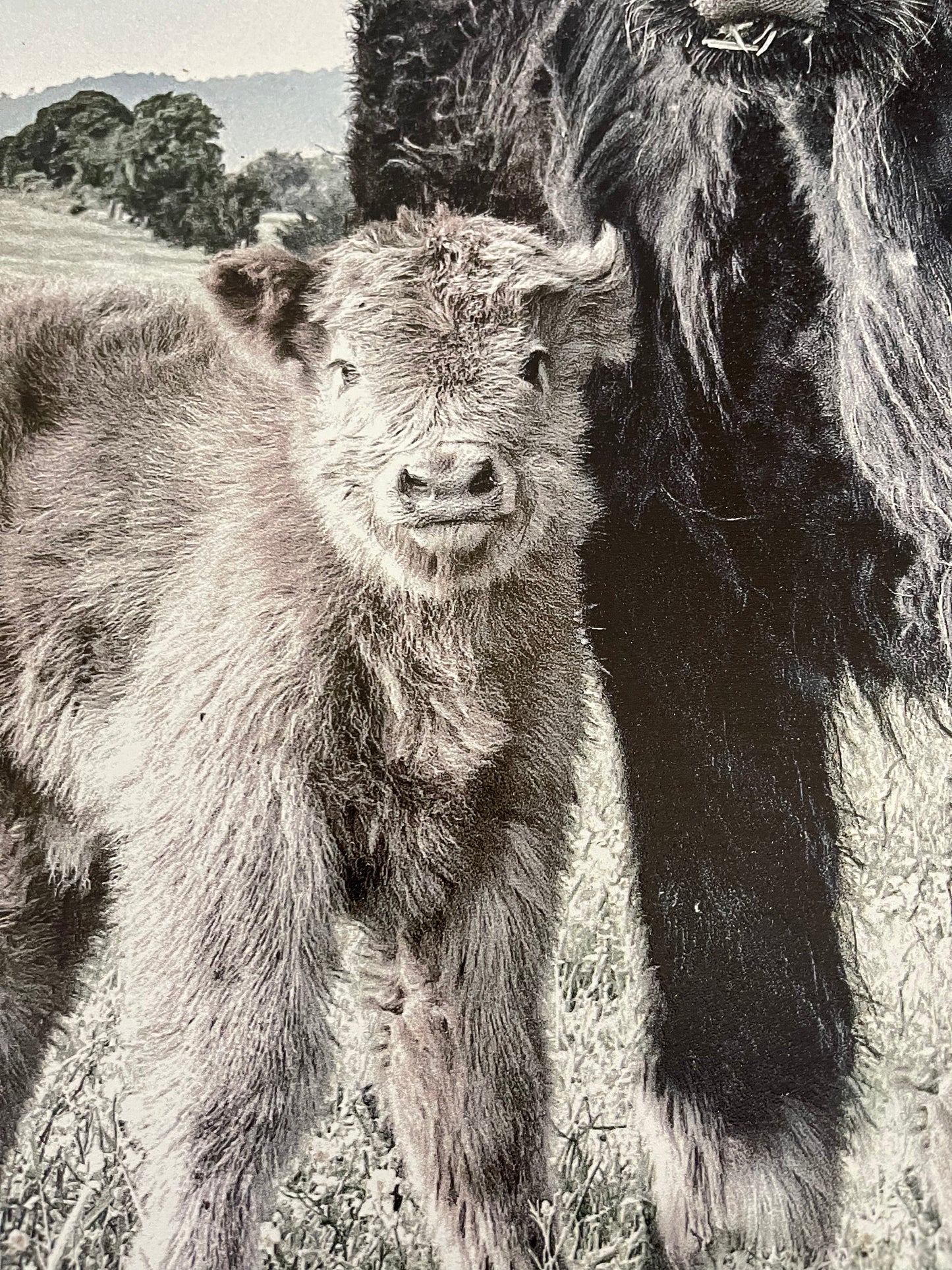 Maggie and Calf wood sign