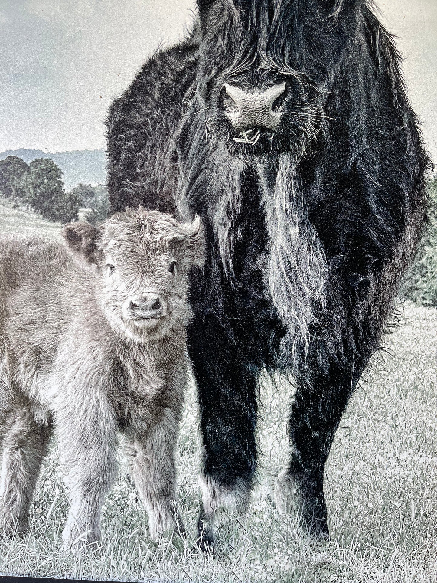 Maggie and Calf wood sign
