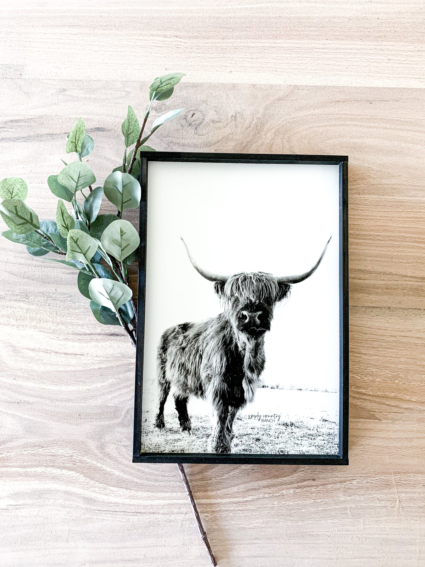 Darla Highland Cow Black and White fluffy cow horned cow