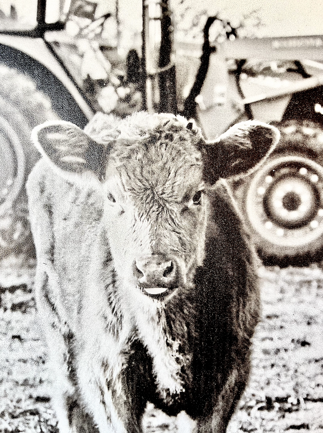 Tractor Calf Black and White Ranch Angus Calf Farm Animal wood sign Simply Country Ranch