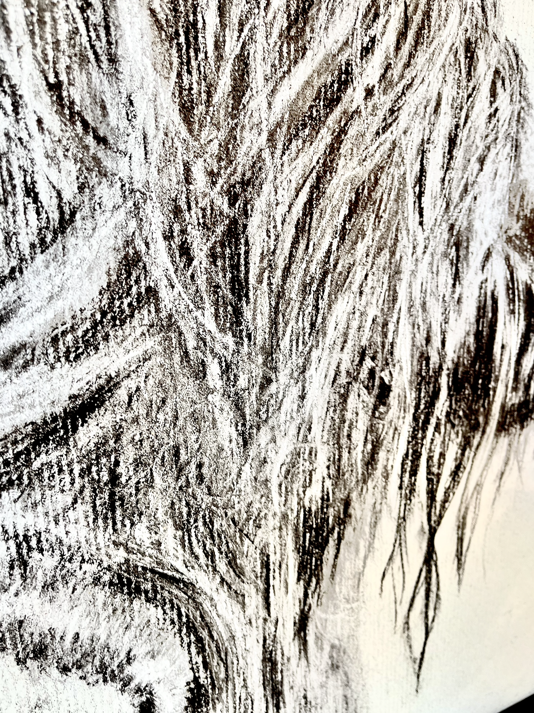 Cow Nose Drawing of Highland Cow Black and White Highland Cow fluffy farmhouse wood sign