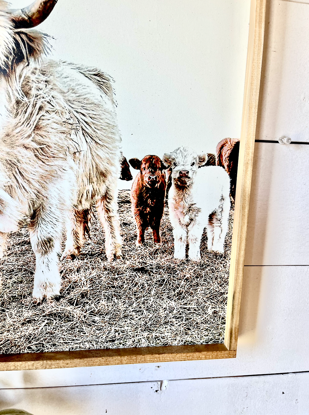 Denarys and calves Black White Highland Cow fluffy farmhouse wood sign