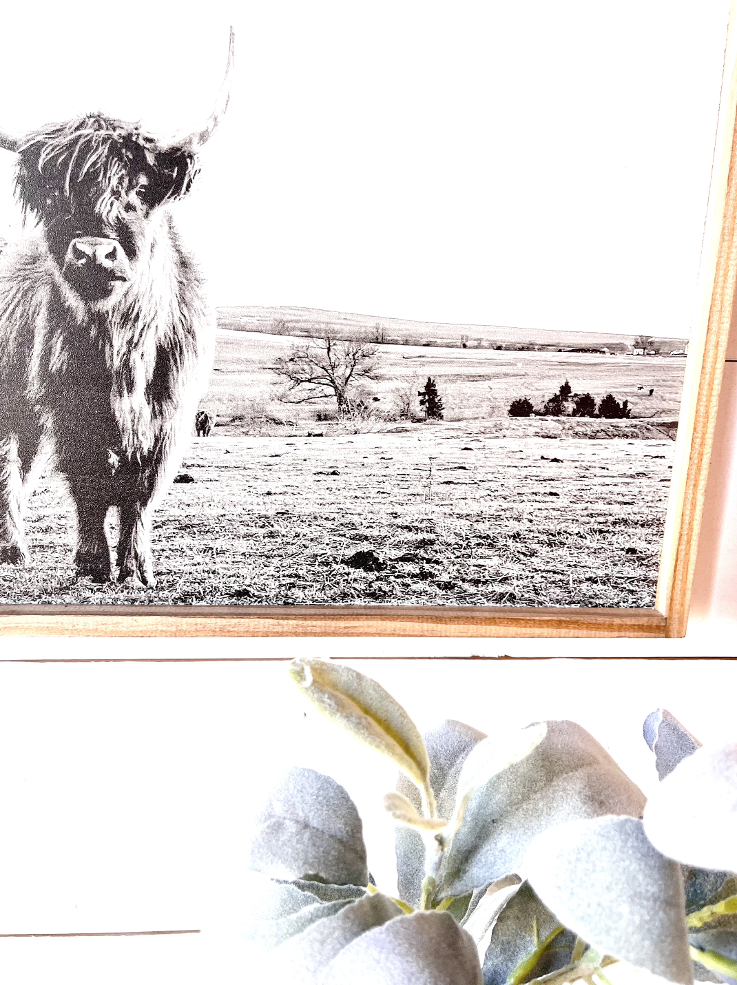 Ruby in the Field Highland Cow Black and White Highland Cow fluffy farmhouse wood sign