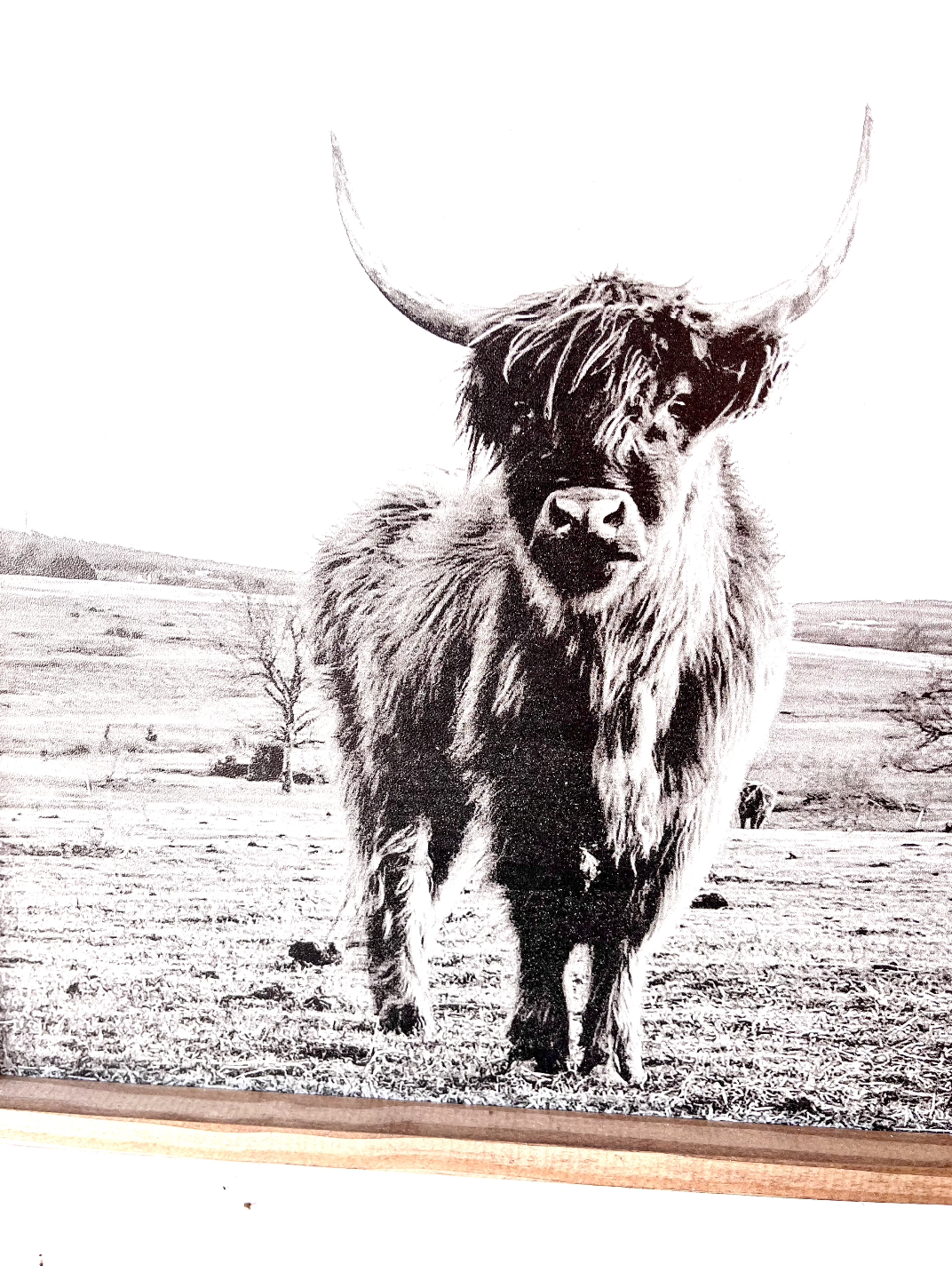 Ruby in the Field Highland Cow Black and White Highland Cow fluffy farmhouse wood sign