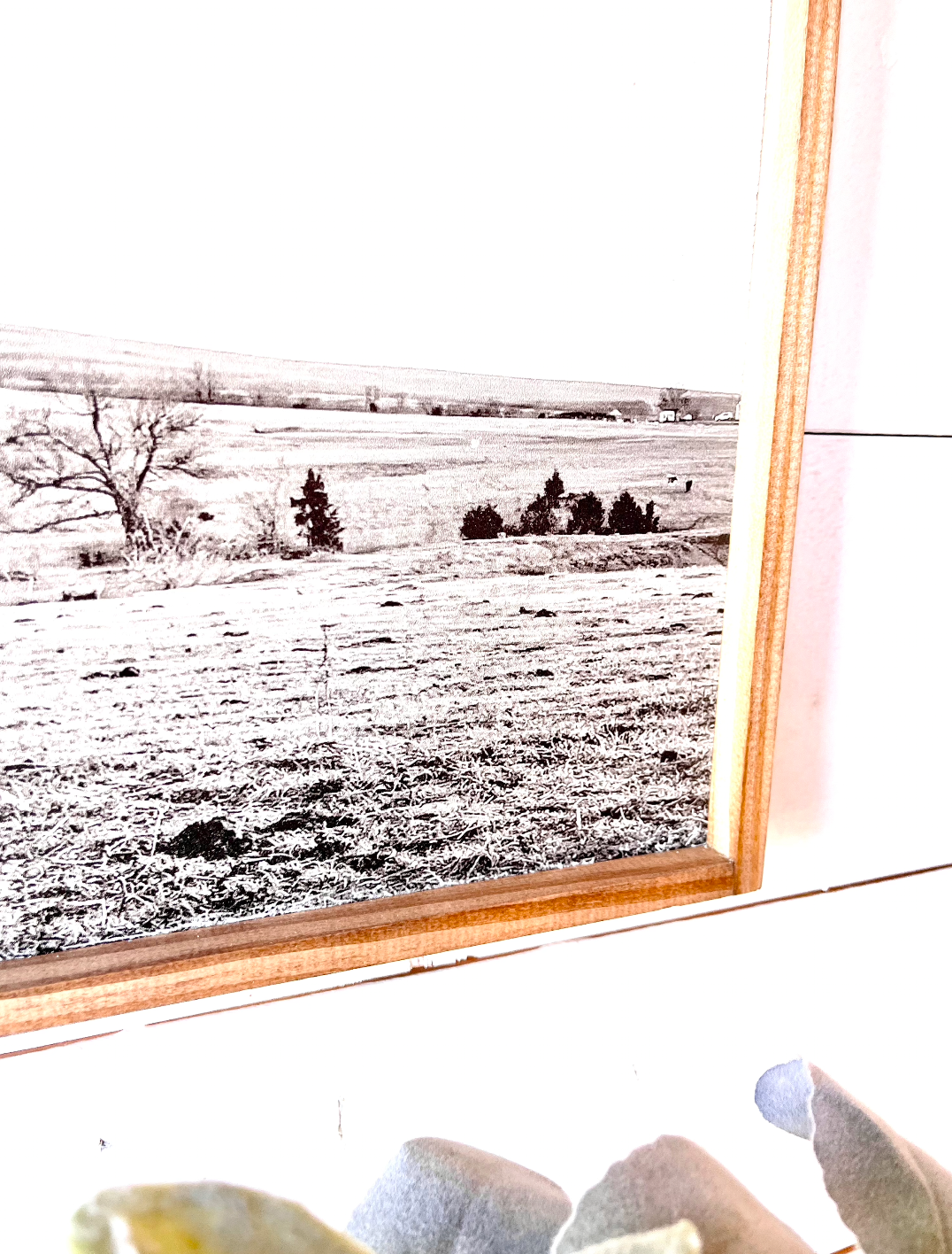 Ruby in the Field Highland Cow Black and White Highland Cow fluffy farmhouse wood sign