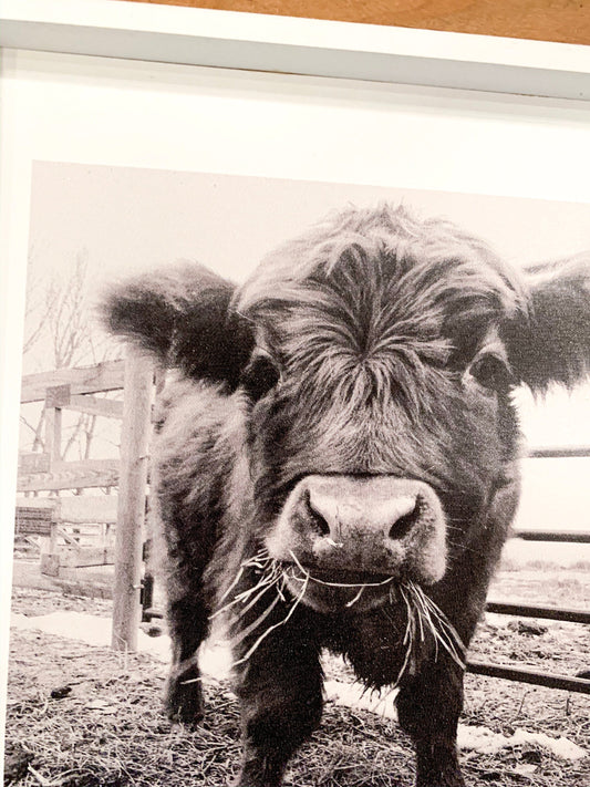 Scottish Highland Calf Portrait