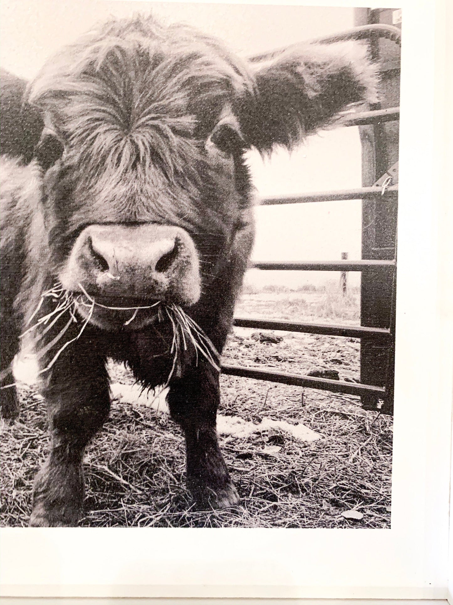 Scottish Highland Calf Portrait