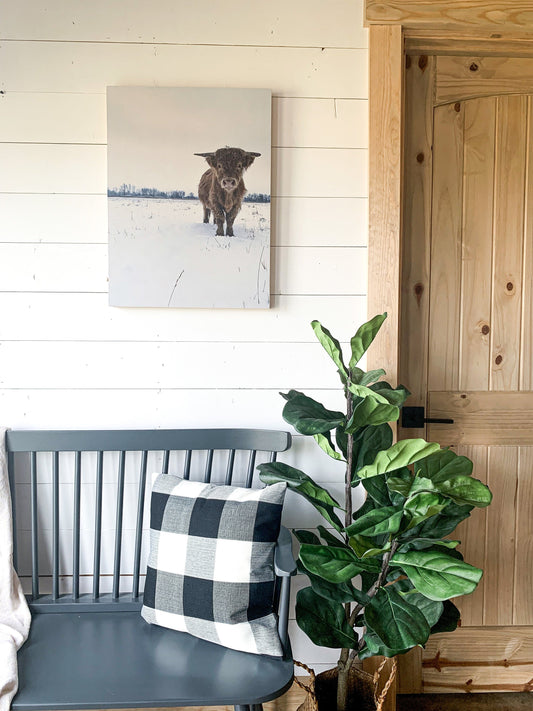 Macho in the snow; winter scene; scottish highland bull cow; photo on wood box