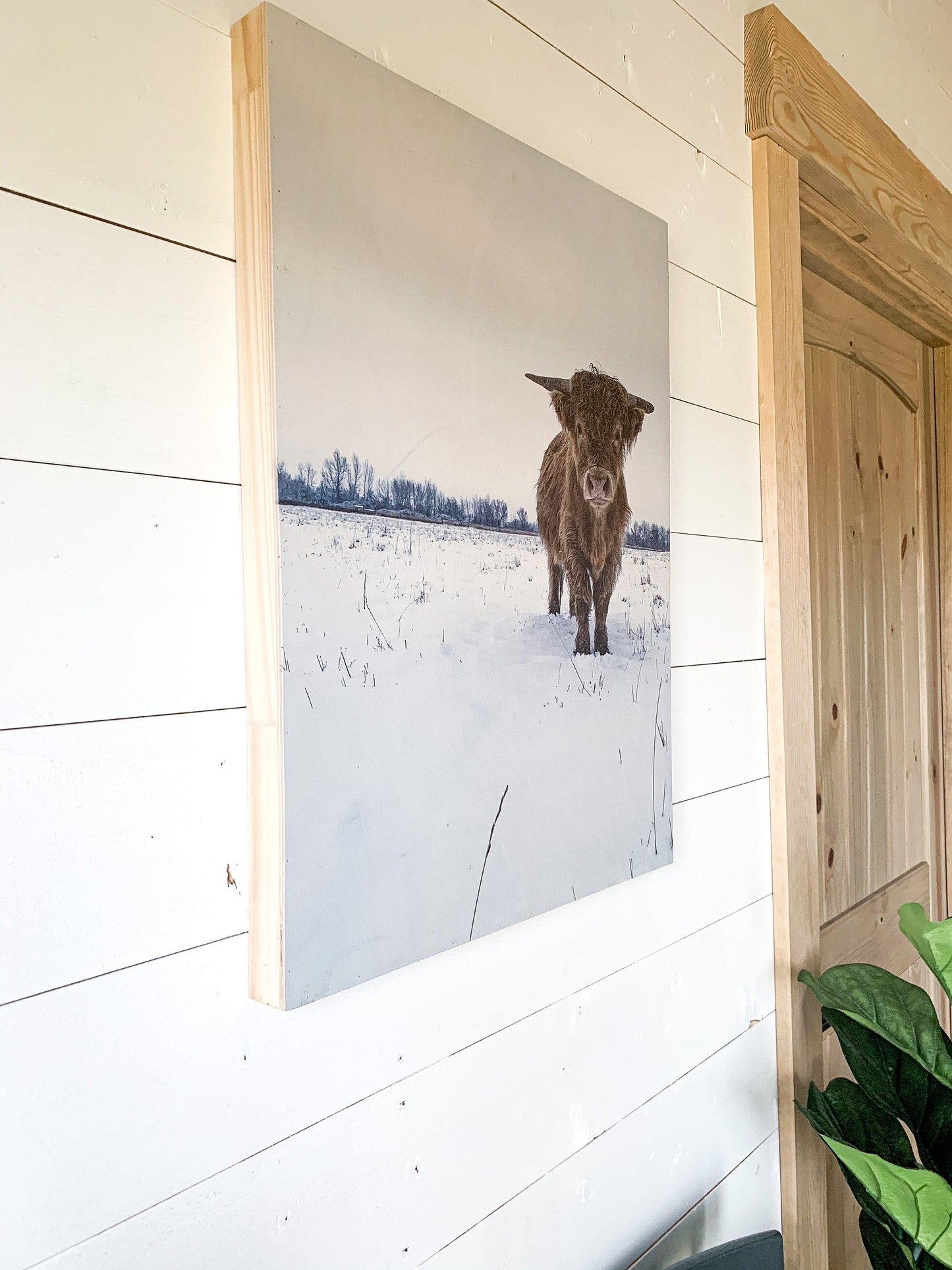 Macho in the snow; winter scene; scottish highland bull cow; photo on wood box