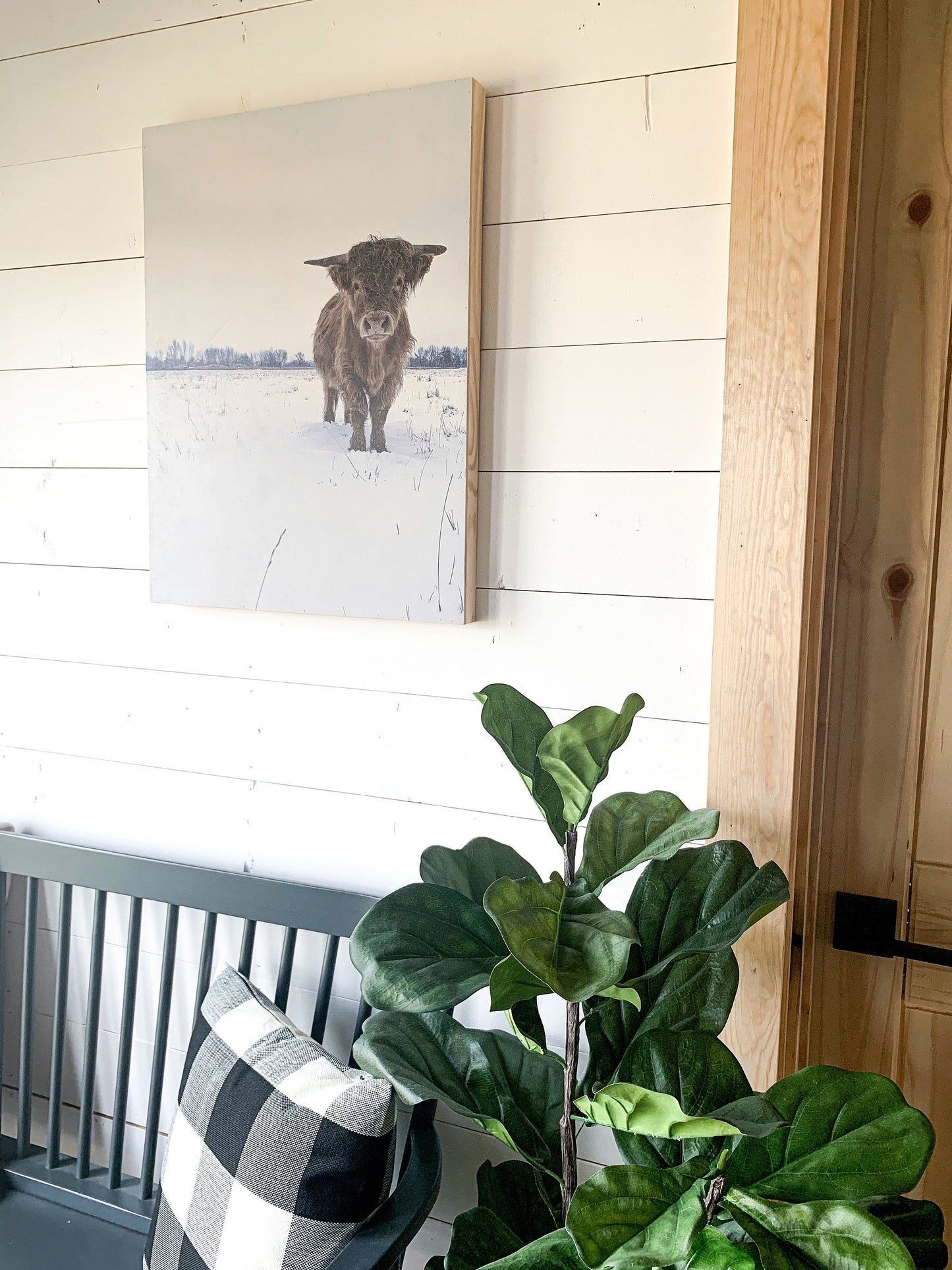 Macho in the snow; winter scene; scottish highland bull cow; photo on wood box