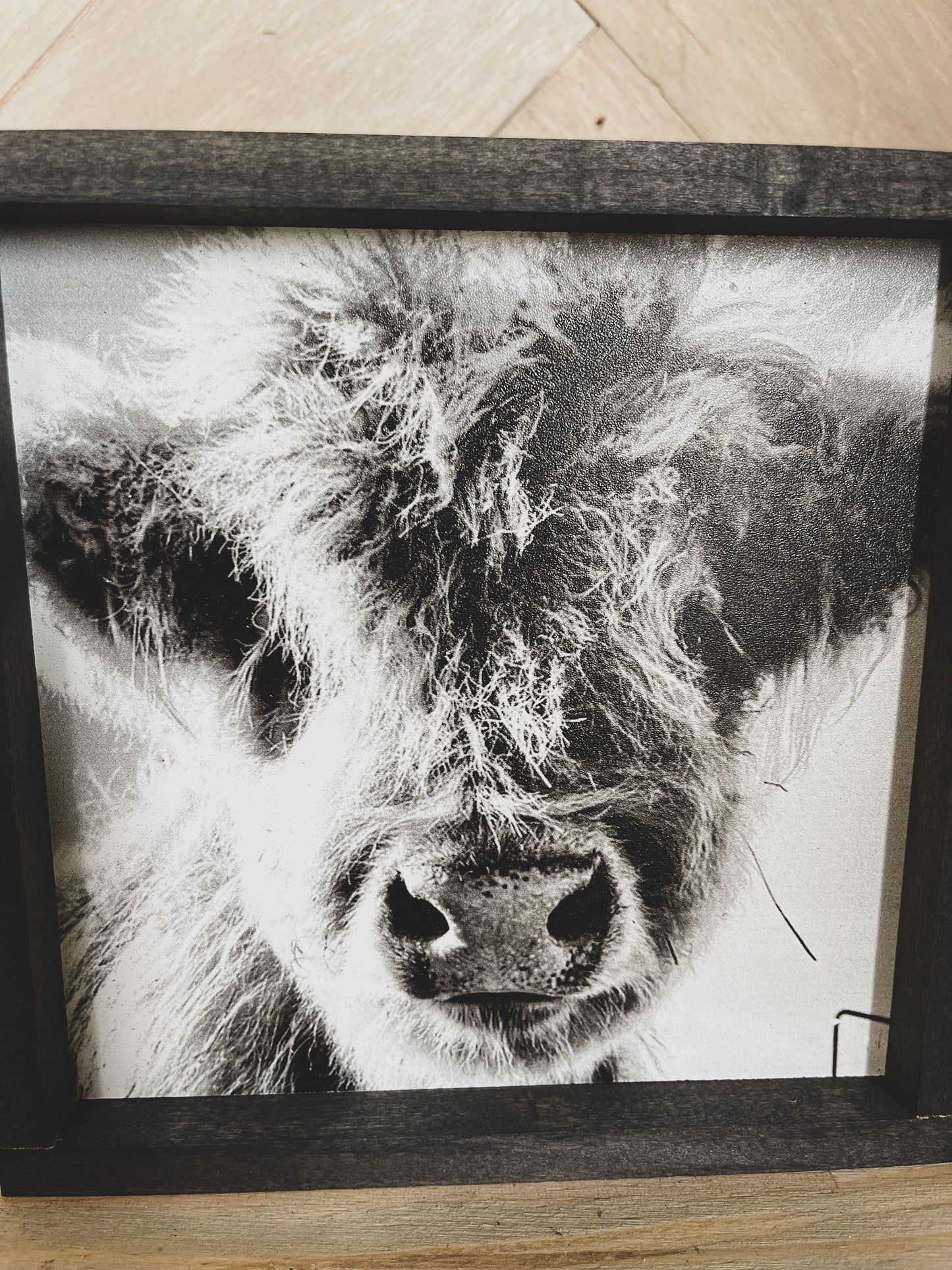 Fluffy Calf Closeup Scottish Highland Cow Black and White Farmhouse wood sign