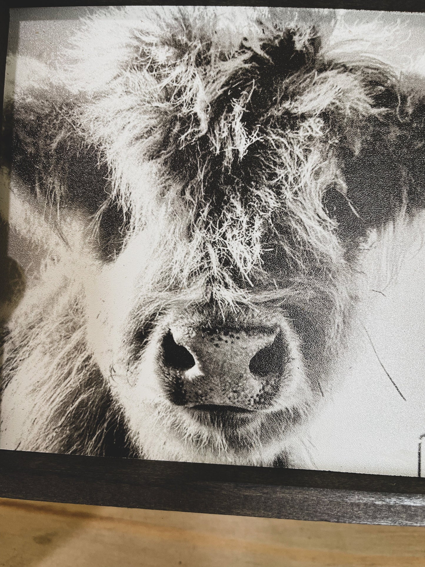 Fluffy Calf Closeup Scottish Highland Cow Black and White Farmhouse wood sign