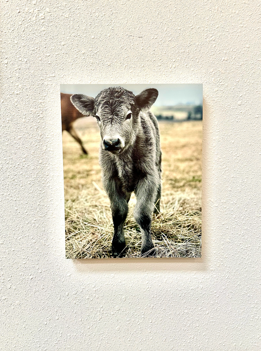 Silver Calf Cow fluffy farmhouse wood sign