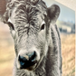 Silver Calf Cow fluffy farmhouse wood sign