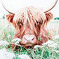 Highland Cow; Fluffy Cow Photo; Ruby; wood photo box