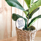 Thanks for helping me grow wood signs plant teacher appreciation gift