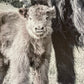 Maggie and Calf wood sign