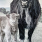 Maggie and Calf wood sign