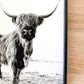 Darla Highland Cow Black and White fluffy cow horned cow