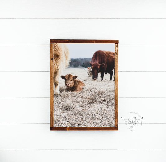 Fluffy Calf in field Highland Cow fluffy farmhouse wood sign