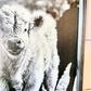Betty White Calf Black and White Ranch Angus Calf Farm Animal wood sign Simply Country Ranch