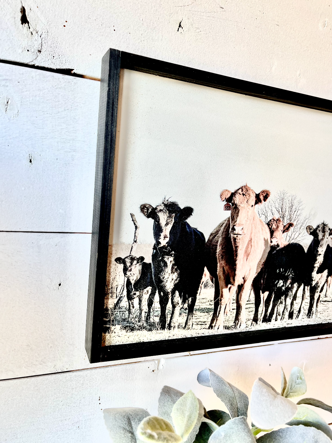 Black and Red Angus cows Calf Farm Animal wood sign Simply Country Ranch