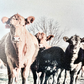 Black and Red Angus cows Calf Farm Animal wood sign Simply Country Ranch