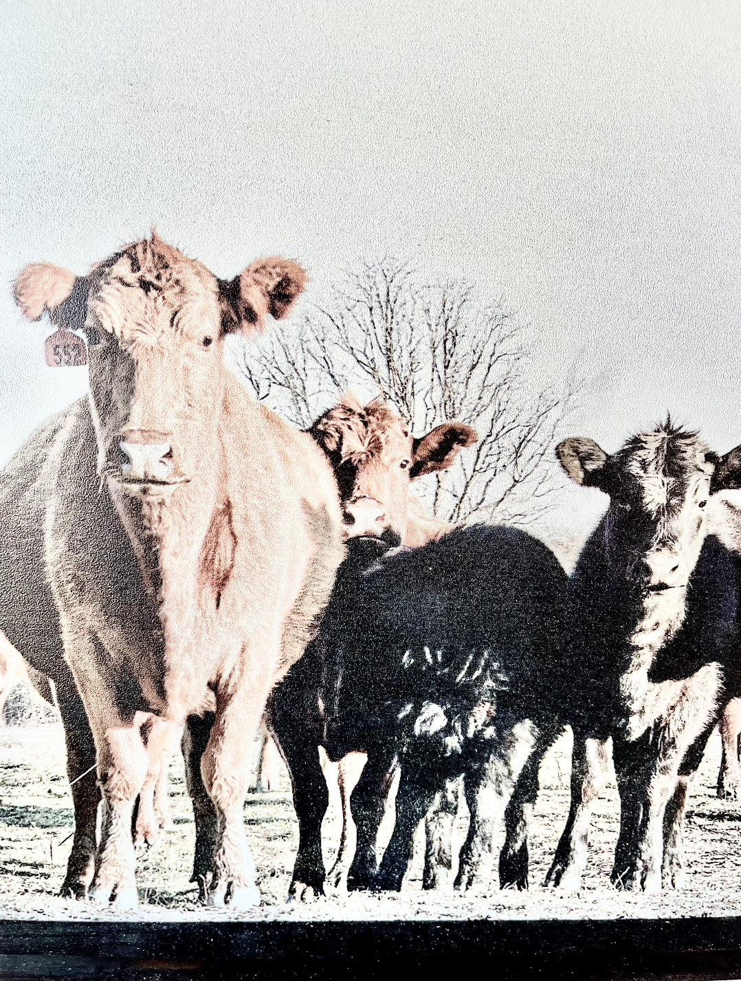 Black and Red Angus cows Calf Farm Animal wood sign Simply Country Ranch