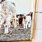 Denarys and calves Black White Highland Cow fluffy farmhouse wood sign