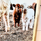 Denarys and calves Black White Highland Cow fluffy farmhouse wood sign