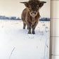 Macho in the snow; winter scene; scottish highland bull cow; photo on wood box