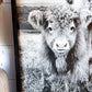 lola and Calf Highland Cow and baby Fluffy CowPhotos; Framed Wood Photo Signs