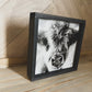 Fluffy Calf Closeup Scottish Highland Cow Black and White Farmhouse wood sign