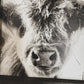 Fluffy Calf Closeup Scottish Highland Cow Black and White Farmhouse wood sign